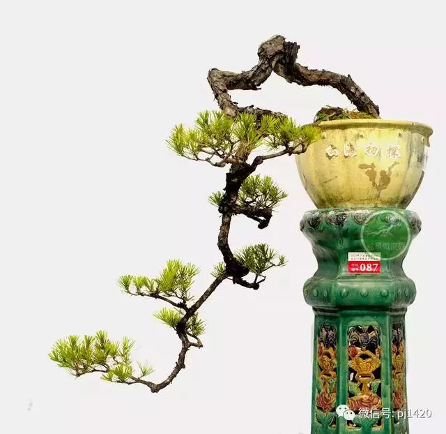 玩盆景,這幾種樹至少要玩上一盆
