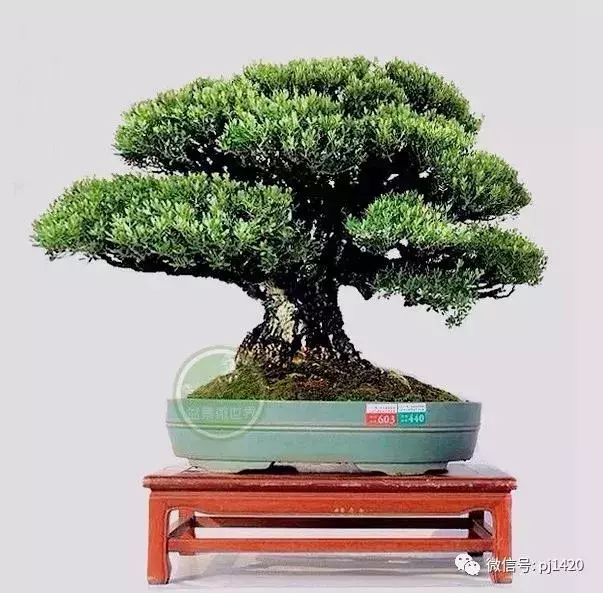 玩盆景,這幾種樹至少要玩上一盆