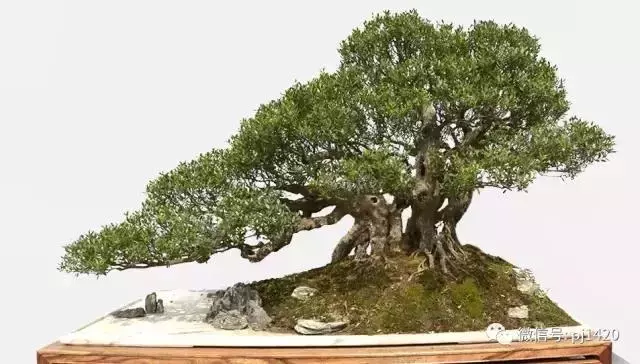 玩盆景,這幾種樹至少要玩上一盆