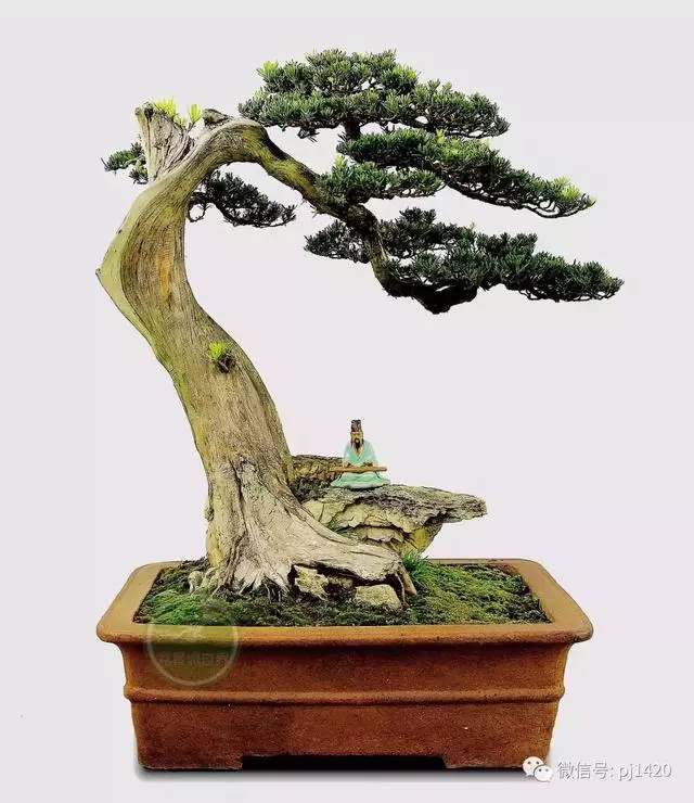 玩盆景,這幾種樹至少要玩上一盆