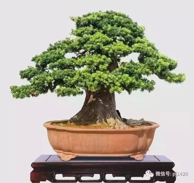 玩盆景,這幾種樹至少要玩上一盆