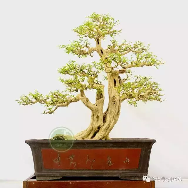 玩盆景,這幾種樹至少要玩上一盆