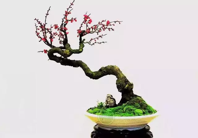玩盆景,這幾種樹至少要玩上一盆