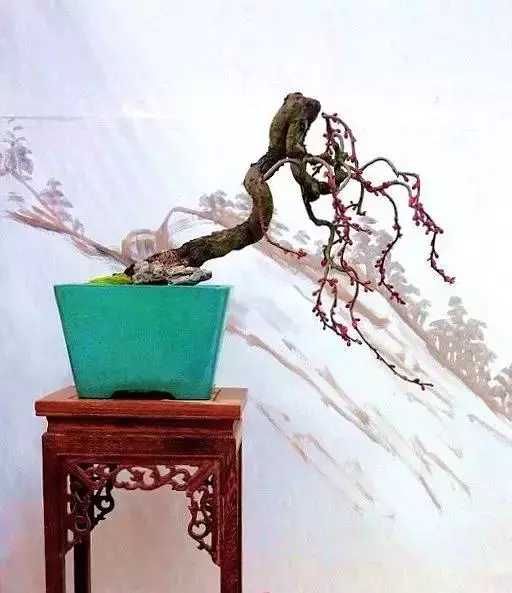 玩盆景,這幾種樹至少要玩上一盆