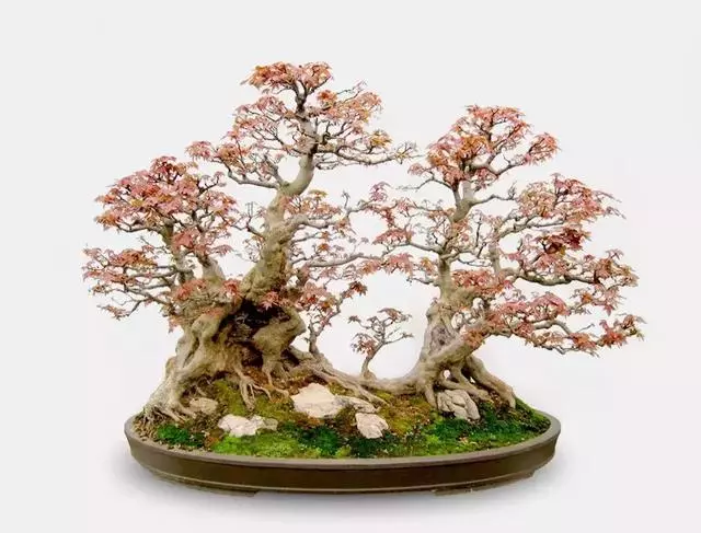 玩盆景,這幾種樹至少要玩上一盆