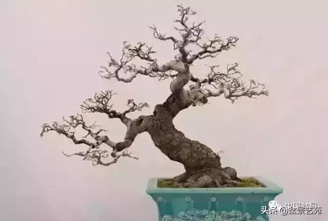 幹走蒼,枝走曲,葉走新!整出雞爪枝!