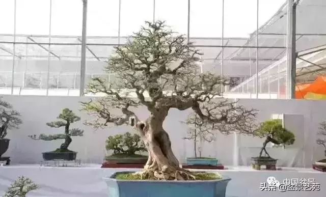 幹走蒼,枝走曲,葉走新!整出雞爪枝!
