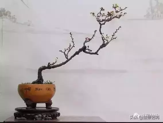 幹走蒼,枝走曲,葉走新!整出雞爪枝!