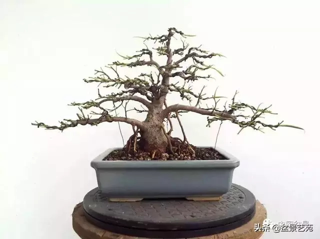 幹走蒼,枝走曲,葉走新!整出雞爪枝!