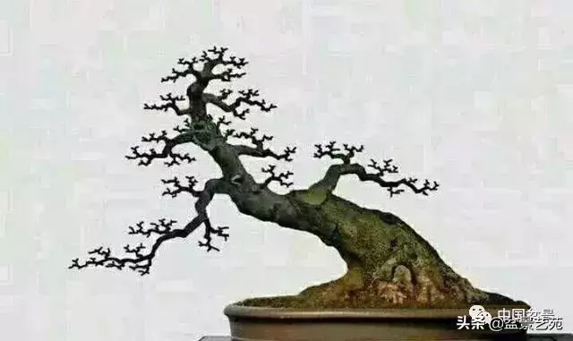 幹走蒼,枝走曲,葉走新!整出雞爪枝!