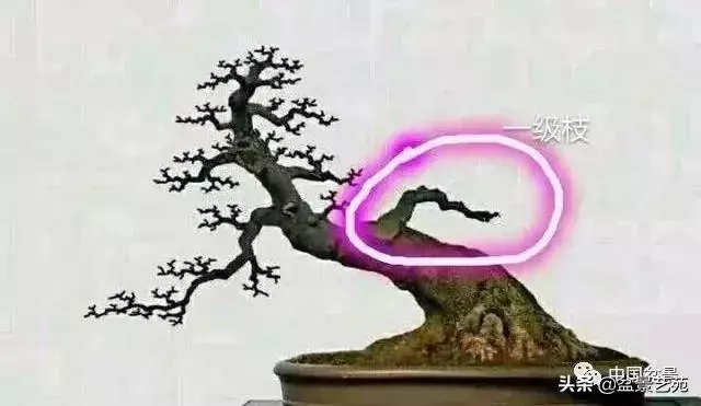 幹走蒼,枝走曲,葉走新!整出雞爪枝!