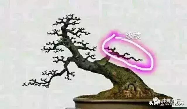 幹走蒼,枝走曲,葉走新!整出雞爪枝!