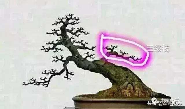 幹走蒼,枝走曲,葉走新!整出雞爪枝!