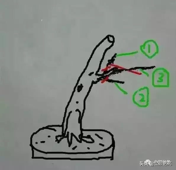 幹走蒼,枝走曲,葉走新!整出雞爪枝!