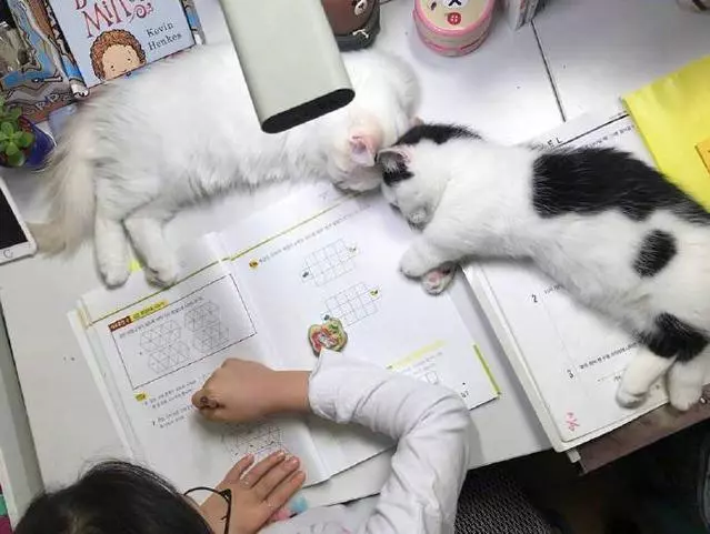 作業寫完一定要跟我們玩哦~ 2隻貓貓「開靜音趴等」自己睡著了❤