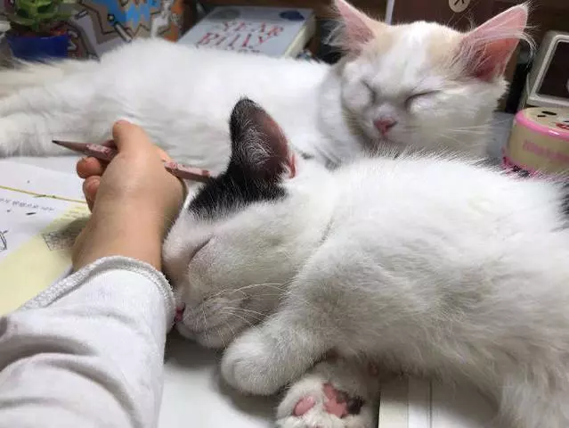 作業寫完一定要跟我們玩哦~ 2隻貓貓「開靜音趴等」自己睡著了❤