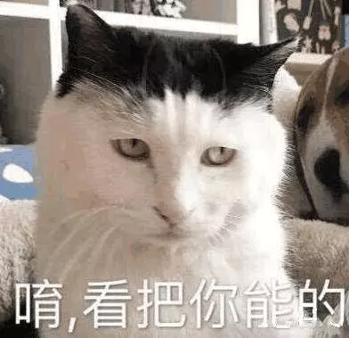貓奴注意!這5種行為是貓在說:我恨你!