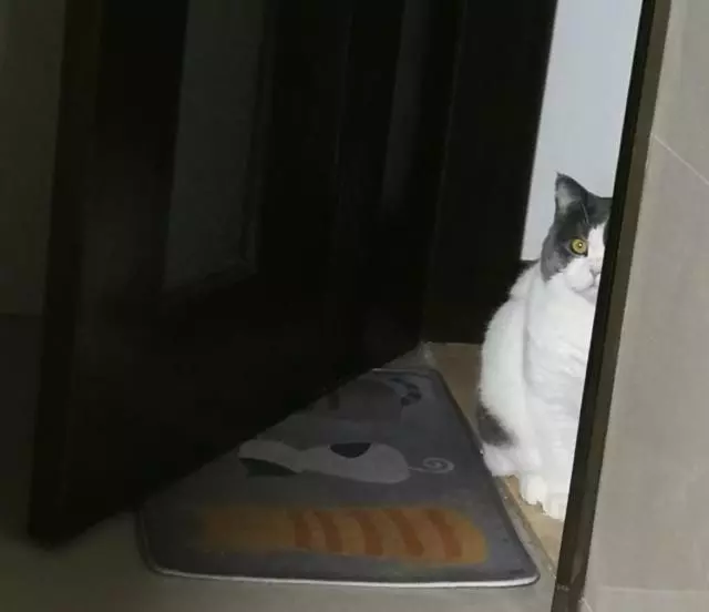 家裡的喵星人經常有這五種表現,說明我是這個家裡它很喜歡的人