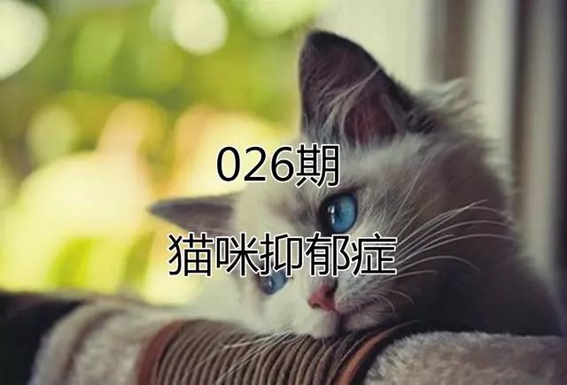 貓咪抑鬱症不可忽視,三種情況下將失去活力,別因忙碌冷落愛貓