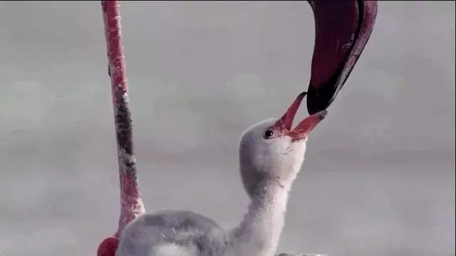 「火烈鳥寶寶的腳」竟害萬名觀眾狂哭! 網看這部「大自然超寫實片」情緒崩潰