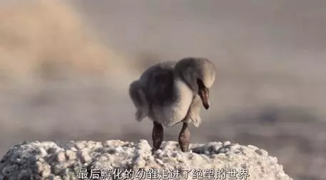 「火烈鳥寶寶的腳」竟害萬名觀眾狂哭! 網看這部「大自然超寫實片」情緒崩潰