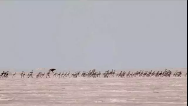 「火烈鳥寶寶的腳」竟害萬名觀眾狂哭! 網看這部「大自然超寫實片」情緒崩潰