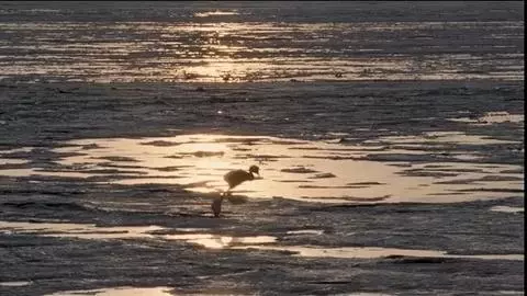 「火烈鳥寶寶的腳」竟害萬名觀眾狂哭! 網看這部「大自然超寫實片」情緒崩潰