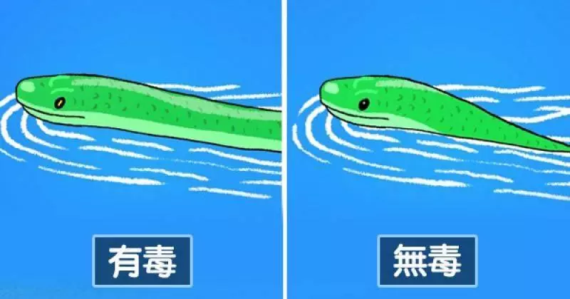 6張關於毒蛇的正確常識插畫!一看就學會如何自救 !
