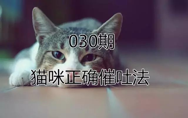 貓咪不慎吃入異物,主人需學會五點急救方法,緊急催吐最為要緊!
