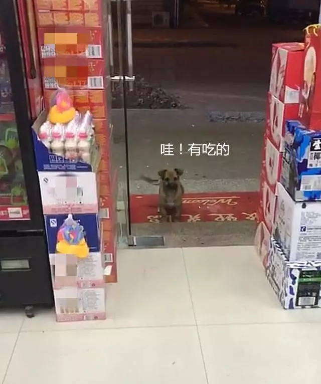 好心餵了店門口小浪浪 隔天牠竟然「帶驚喜回來」:保安大隊成立啦~