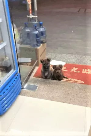 好心餵了店門口小浪浪 隔天牠竟然「帶驚喜回來」:保安大隊成立啦~