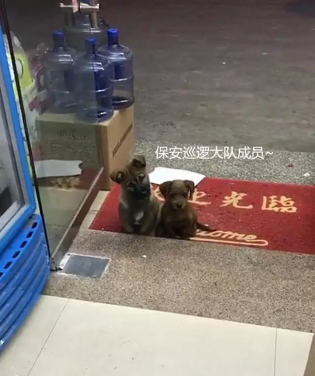 好心餵了店門口小浪浪 隔天牠竟然「帶驚喜回來」:保安大隊成立啦~