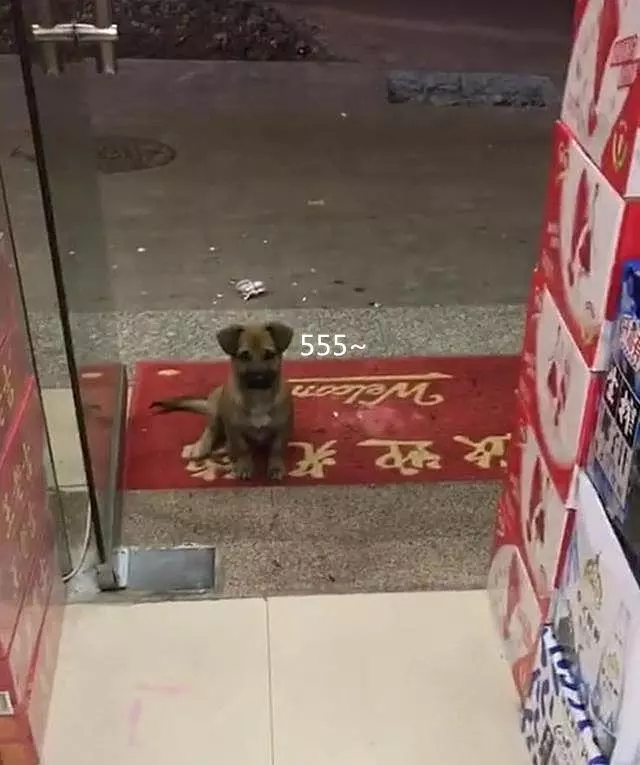 好心餵了店門口小浪浪 隔天牠竟然「帶驚喜回來」:保安大隊成立啦~
