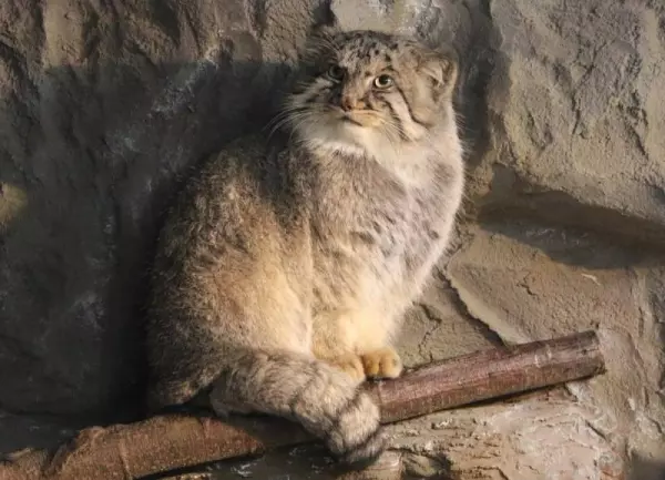 日本「最難養貓科動物」只愛她一人 見到心上人立刻肉球貼牆賣萌❤