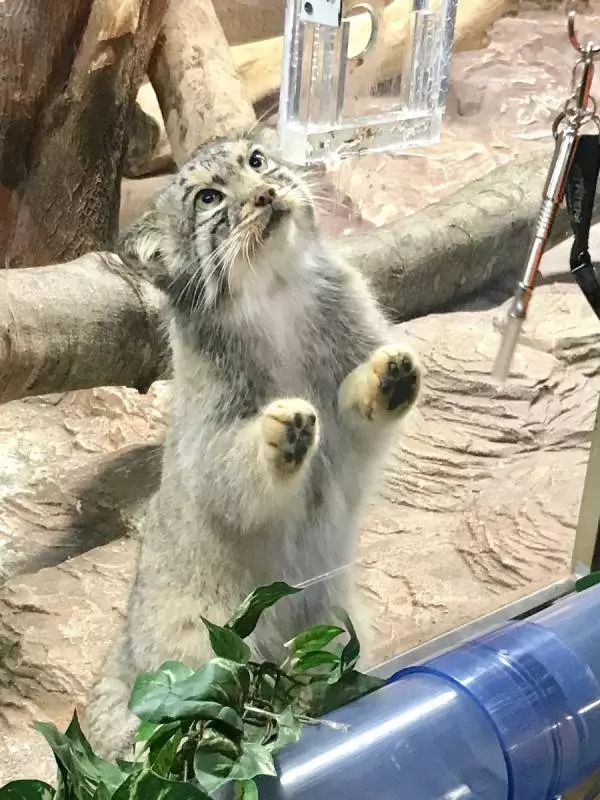 日本「最難養貓科動物」只愛她一人 見到心上人立刻肉球貼牆賣萌❤