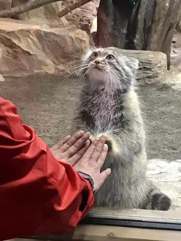 日本「最難養貓科動物」只愛她一人 見到心上人立刻肉球貼牆賣萌❤