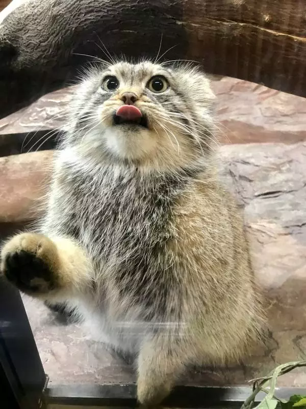 日本「最難養貓科動物」只愛她一人 見到心上人立刻肉球貼牆賣萌❤