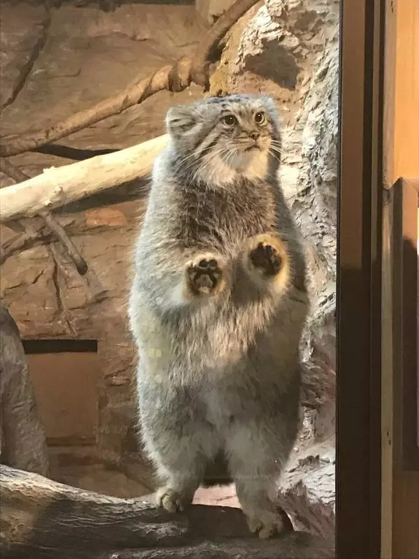 日本「最難養貓科動物」只愛她一人 見到心上人立刻肉球貼牆賣萌❤