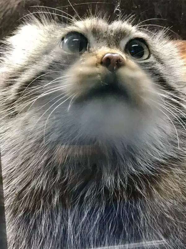 日本「最難養貓科動物」只愛她一人 見到心上人立刻肉球貼牆賣萌❤