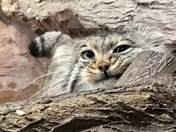 日本「最難養貓科動物」只愛她一人 見到心上人立刻肉球貼牆賣萌❤