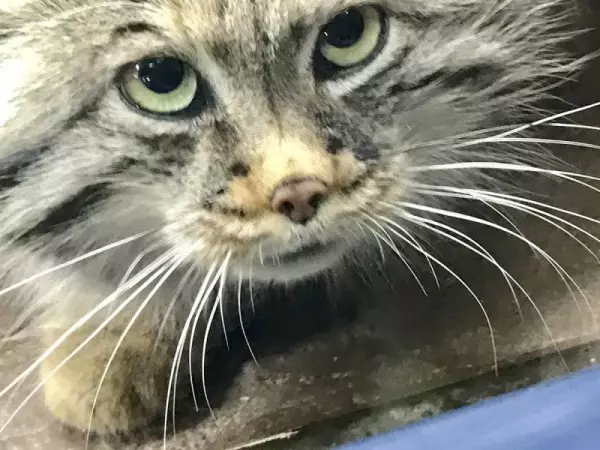 日本「最難養貓科動物」只愛她一人 見到心上人立刻肉球貼牆賣萌❤