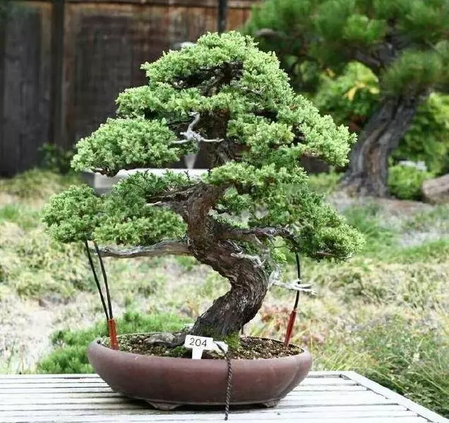 你家有燒剩的香灰嗎?有大用處!現在知道還不晚,快去找找