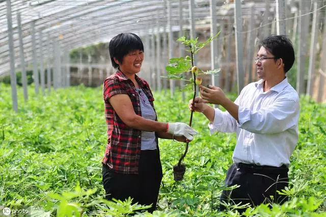 家庭園藝優選盆栽果樹品種--無花果,怎樣盆栽種植與養護管理要點