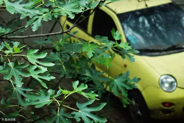 家庭園藝優選盆栽果樹品種--無花果,怎樣盆栽種植與養護管理要點