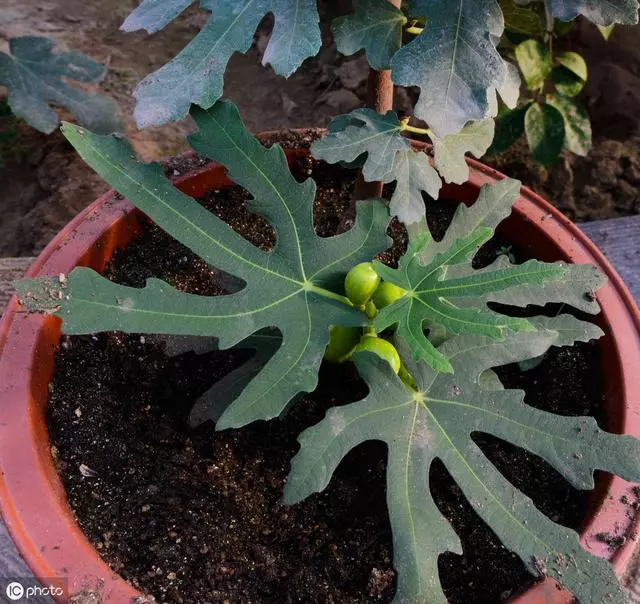 家庭園藝優選盆栽果樹品種--無花果,怎樣盆栽種植與養護管理要點
