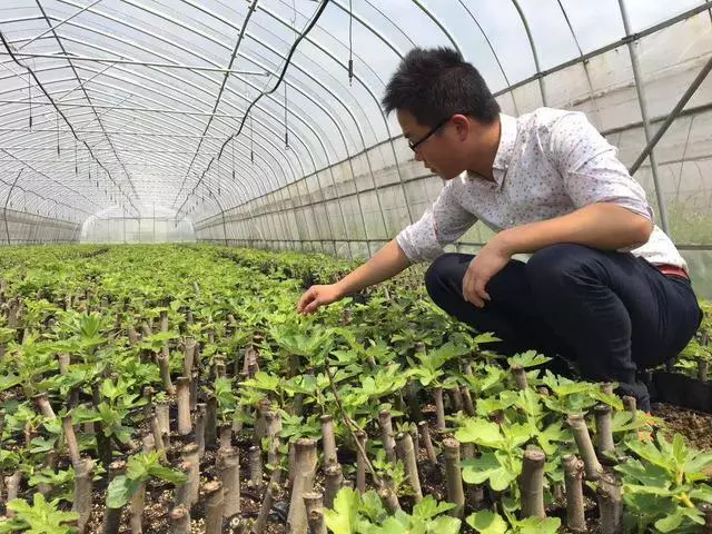 家庭園藝優選盆栽果樹品種--無花果,怎樣盆栽種植與養護管理要點