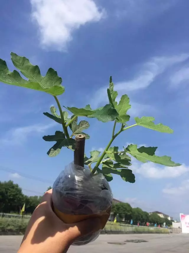 家庭園藝優選盆栽果樹品種--無花果,怎樣盆栽種植與養護管理要點