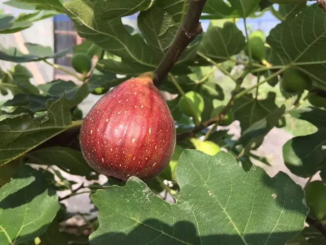 家庭園藝優選盆栽果樹品種--無花果,怎樣盆栽種植與養護管理要點