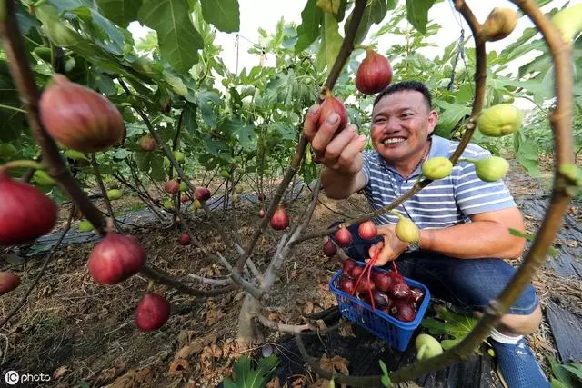 家庭園藝優選盆栽果樹品種--無花果,怎樣盆栽種植與養護管理要點