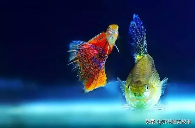 有空給孩子講講三條魚的故事吧!